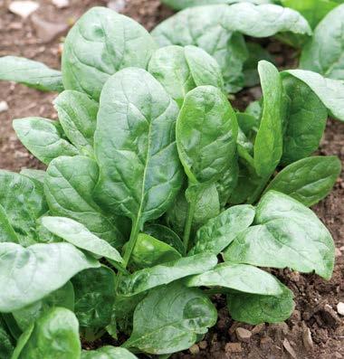 Variety Descriptions from Seed Catalogues Corvair (F1) (OG) Product ID: 2571G Organic smooth-leaf spinach for spring crops. Very dark-green, uniform, oval leaves. Slow bolting.