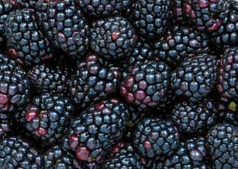 Blackberries 6 Oz.