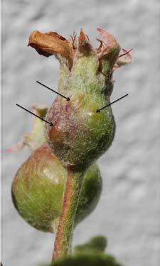 Fig. 2. arly symptoms of quince rust (bumps) on Jerseymac fruit noted on May 16. FRUIT FILD DAY The Cornell Fruit Field Day will be held in Geneva on Wednesday, July 20.