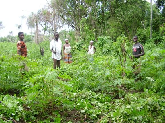 Cassava plantation Starch-containing plants Cassava,
