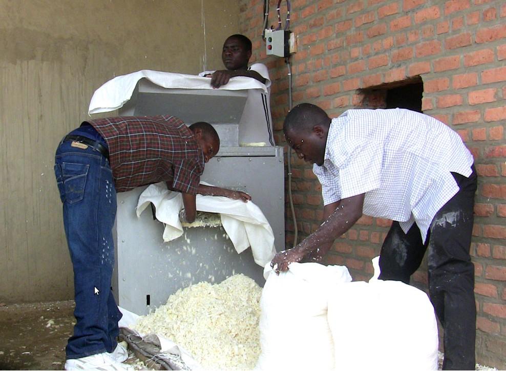 Cassava preparation: grinding Cassava, Manihot