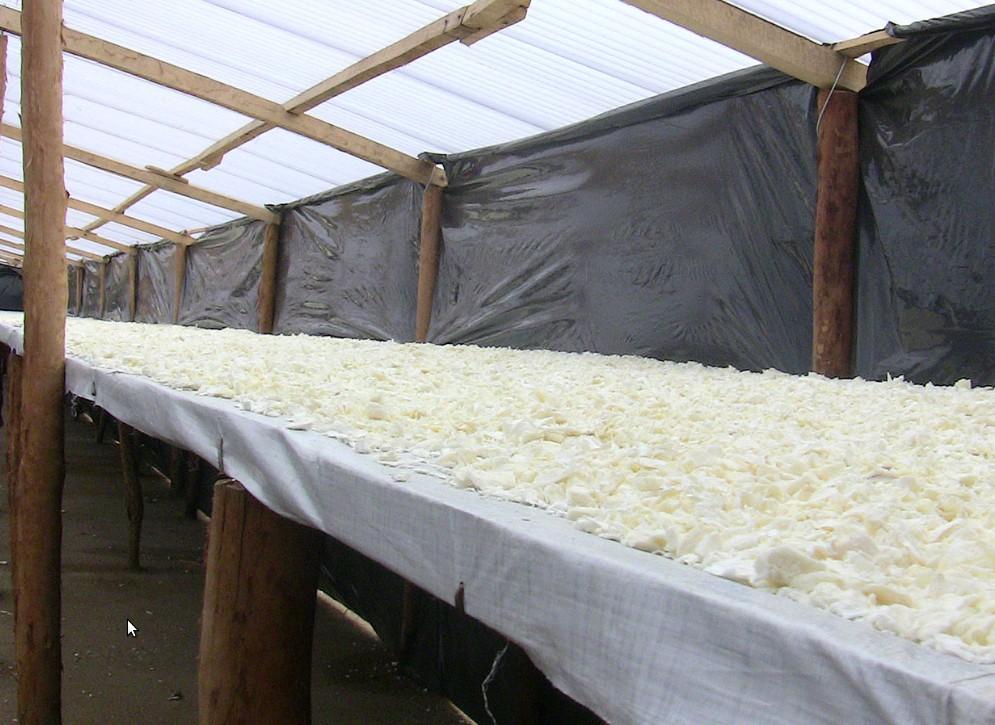 Cassava preparation: drying Cassava, Manihot