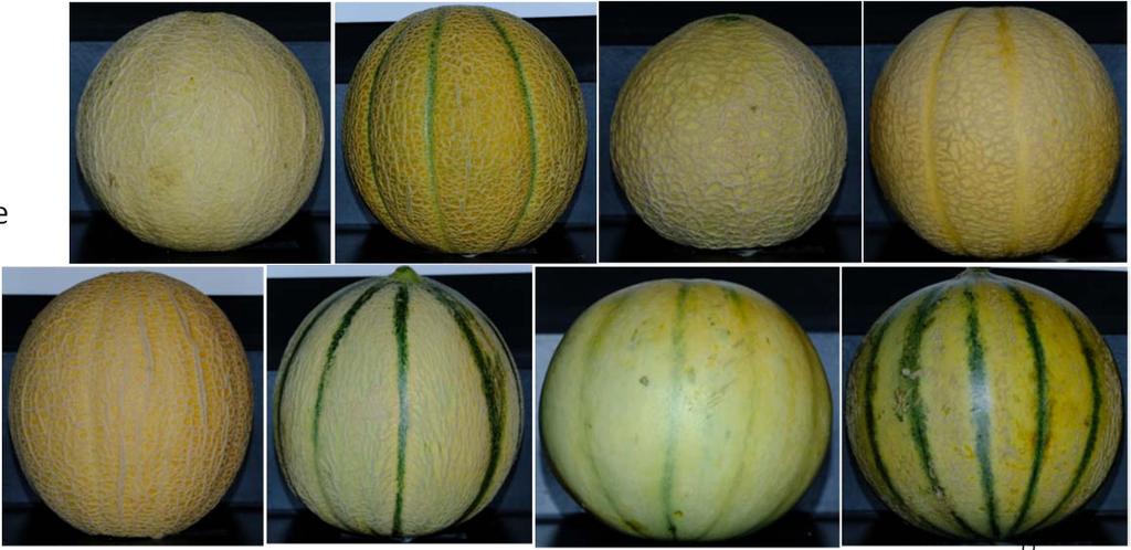 Fruit Weight and Yield Variety Days to Maturity (Seed Company) Days to Maturity (Trial) # Fruit/plant Fruit Size (kg) (Seed Company) Fruit Size (kg) (Trial) Yield/plant (kg) # Fruit/Acre Yield
