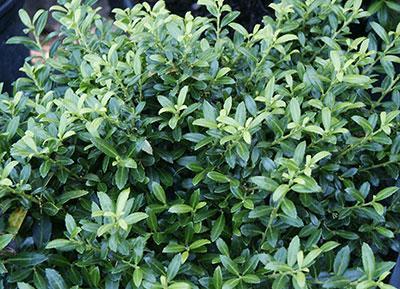 Slow growing shrub with a rounded habit. Small lustrous dark green leaves. Shears well. Dark green winter color.