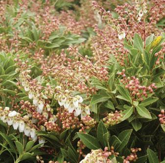 White flowers in 8-15" panicles in May. Bright red fruit in fall. Pieris japonica var.
