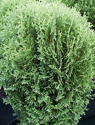 Small, rounded shrub. Dark-green foliage with creamy variegated margins. White flowers in May-June.