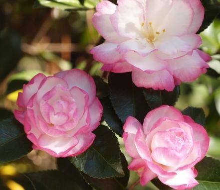 Evergreen shrub with dense upright habit. Small rose form to semi-double pink flowers mid spring.