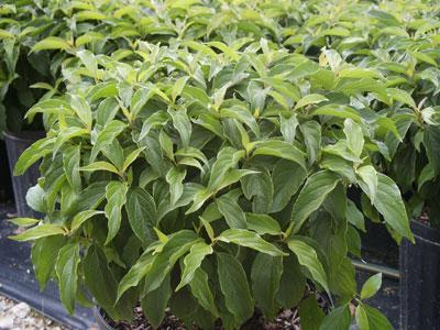 Very slow growing form with yellow foliage. Clethra alnifolia White Dove or White Dove Summersweet Clethra Mature Size: 3 H x 4 W.
