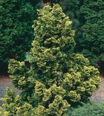 Cornus sericea Kelseyi or Redtwig Dogwood Mature Size: 3 H x 4 W. Prefers sun or shade. Deciduous.