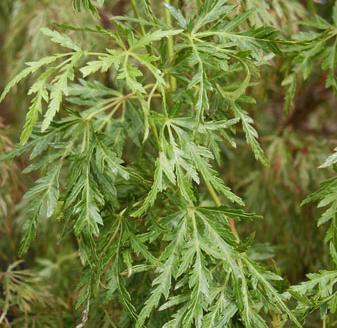 Small Ornamental Trees Acer palmatum var. dis. Seiryu or Seiryu Japanese Maple Mature Size: 15 H x 12 W.