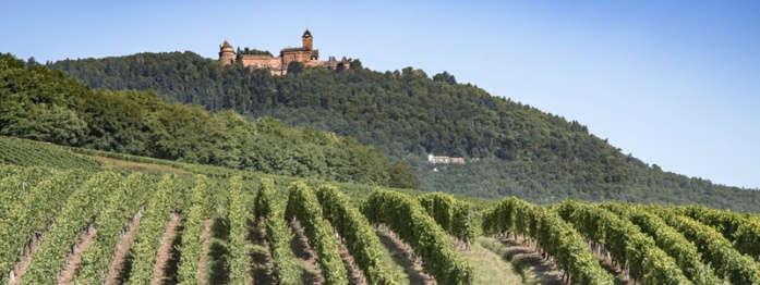 After lunch we head to the German Wine Road, with its vine-covered hillsides, castle ruins, forests and wine estates.