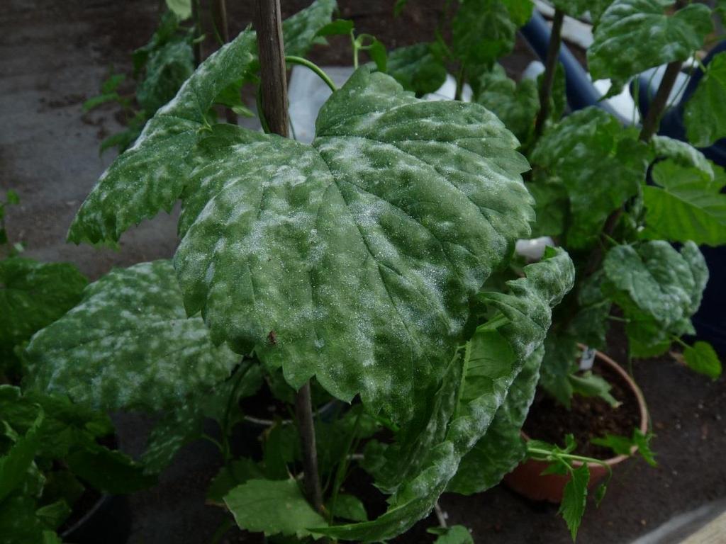 mildew and tolerance to downy