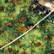 Texas Citrus Mite Favors cool low humidity conditions. Occurs most years.