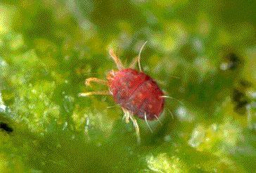 Proaly not necessary to treat populations relegated to the leaves Foliar mites in Florida, 1 mites per