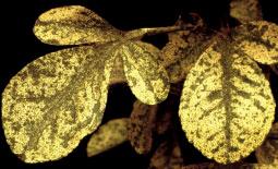 Foliar feeding causes pale stippling and leaf discoloration. High populations can cause leaf ascission.