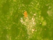 An entomogeneous fungi commonly causes epizootics following rain events. Proaly not necessary to treat populations relegated to the leaves Foliar mites in Florida, 1 mites per leaf threshold.