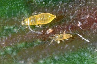 New Thrips Control Methods Experimental Insecticides Name Chemical MOA Rates