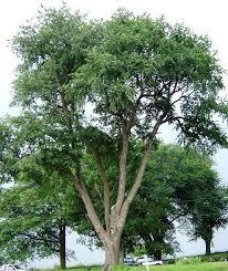 Leaves grow up to 5 inches and turn yellow-brown in fall. The fruit, beechnuts, provide food source for many animals. Can live for well over 300 years. Height: 80.