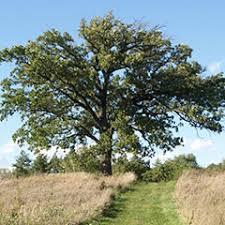 Hardy, attractive tree. Distinctive, aromatic bark. Light brown or red moderately heavy wood. Rapid growth. Height: 60'.