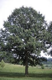 Swamp White Oak (Quercus bicolor): Good for wet soils; medium fertility; full to partial sun; slow growth; salt-tolerant.