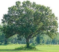 White Oak (Quercus alba): Grows well in all but very wet soils, and in all open exposures. Large spreading tree, dark gray, brownish bark.