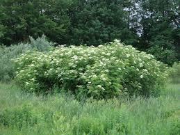 WILDLIFE SHRUB SEEDLINGS American Elderberry (Sambucus canadensis): Prefers average to moist soils. Broad, spreading, multi-stemmed plant.