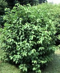 Gray Dogwood ( Cornus racemosa ): Prefers moist, well-drained soils; performs best in full sun to partial shade, but is adaptable to many adverse conditions.