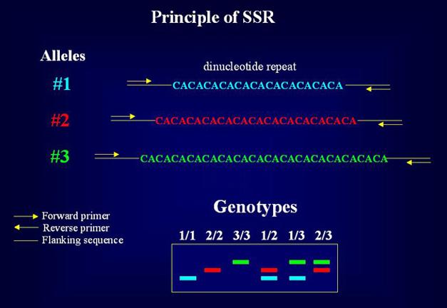 Fig. 1. Principle of SSRs. By looking at enough different SSR markers, cultivars can be unambiguously identified via their SSR genotypes. Image from http://www.cdfd.org.