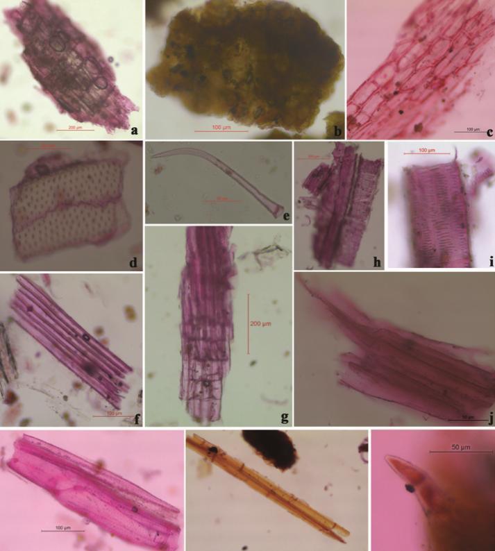 6 (AU) Rf Value & % Area of Physalis Minima Sample - 2 at 254nm Fig 1: Microscopy of Physalis minima Linn. whole plant.