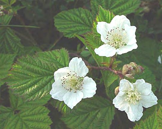 Bramble Growth Habits Bramble floral and