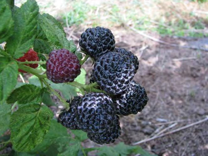 Black Raspberries Thorny cultivars Floricane or primocane bearing