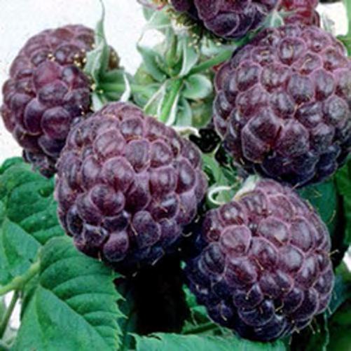Purple Raspberries Thorny cultivars Floricane bearing habit Sucker from crown