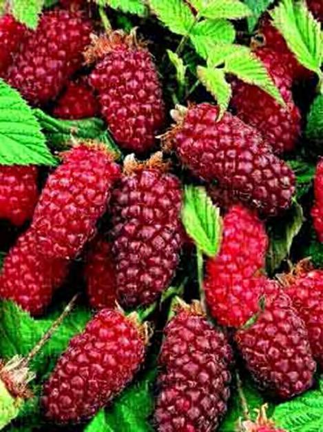Blackberry x Raspberry Crosses Thorny and thornless cultivars Floricane fruiting habit