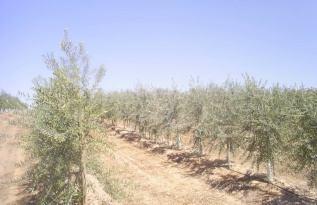 Olives, Marchigue, control of