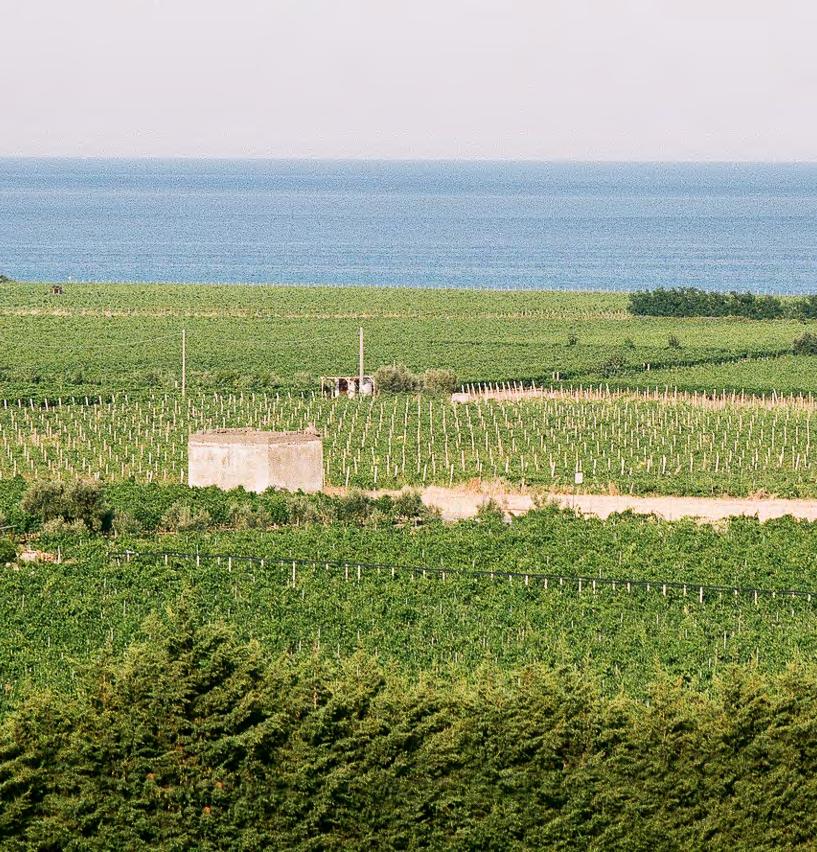 60 hectares Five districts nestled between the sea and hills in Cirò DOC Territory Cirò Marina, Calabria. The winery is located along State Road 106 Jonica, only 3 km from the sea.