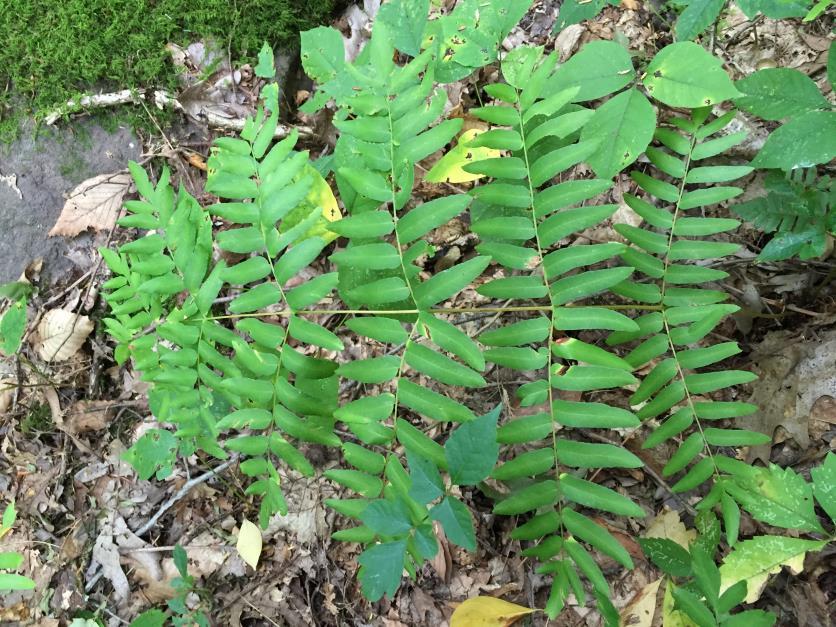 Species Present Plants; ferns