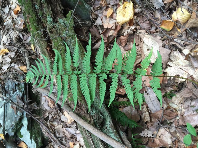 Wood fern (Dryopteris sp.