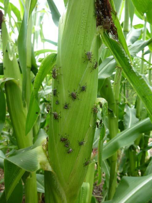 Introduction BMSB infestations are usually concentrated on the perimeters of soybean and corn fields Can have 1+ BMSB on developing ears Insect injury is often associated with increased levels of