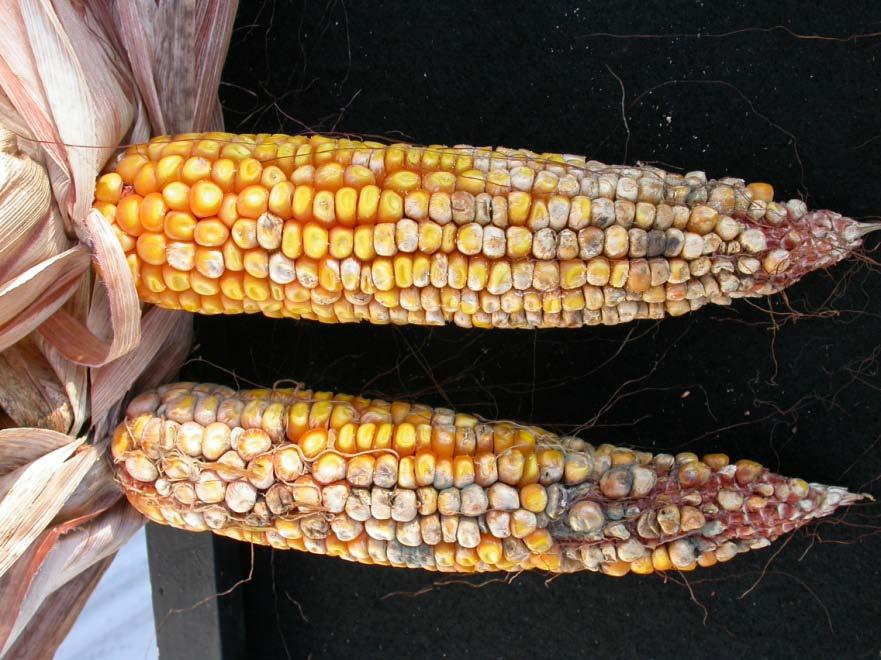 Objectives Compare BMSB injury to corn ears at the field edge and interior Determine the