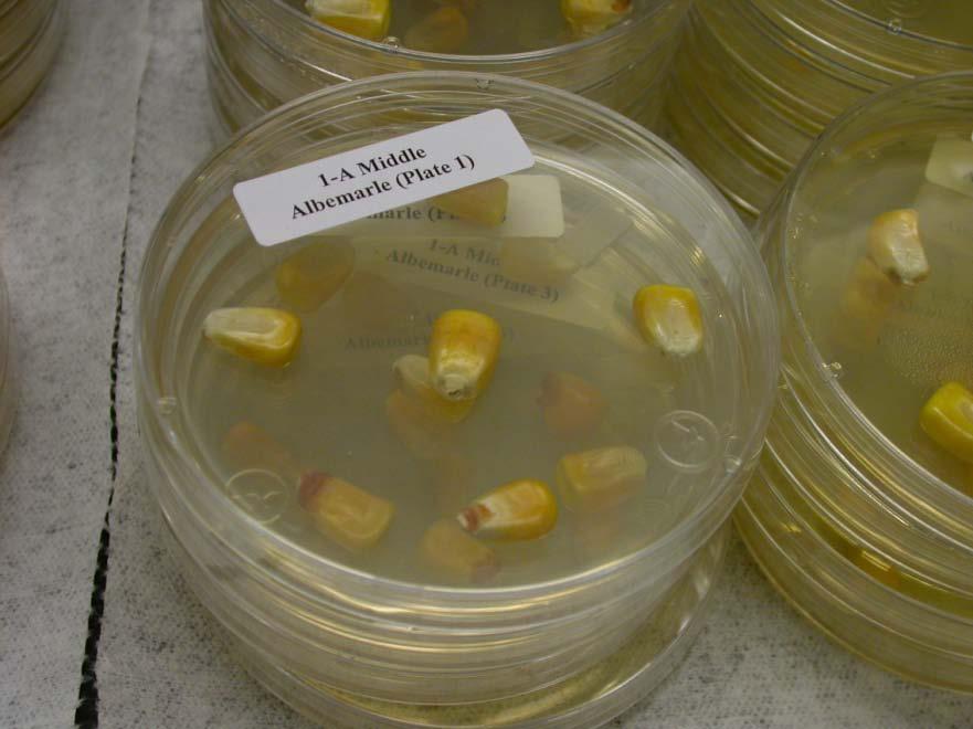 For fungal isolations, a 2-kernel subsample representative of each corn sample was plated on Potato Dextrose Agar (PDA) with chloramphenicol Kernels were surface-disinfected (1% bleach, 2 min.
