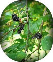 Mulberry Host Plants