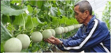 S.) Are these melons at optimum maturity/ripeness?