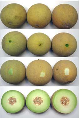 1 Melon Maturity & Quality Factors External Color Firmness (blossom end)