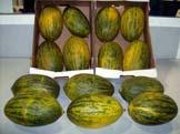 solids; flesh crisp, melon splits when cut; minimum harvest maturity Class :