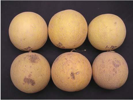 Tri-X 1 Melon Storage Conditions Cantaloupes.