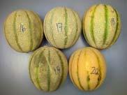 Common Postharvest Defects: Cantaloupes Harvested immature Overripe Sunken