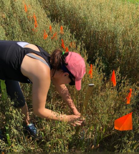 Ashley collecting data on the traits of weedy and native radish. whether the rapid flowering and seed production of weedy radish was an adaptation to life in agricultural fields.
