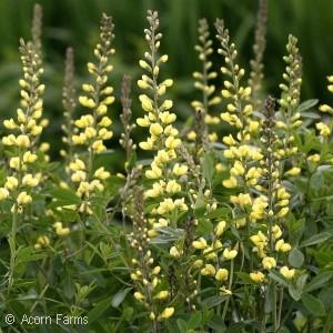 Baptisia (False Indigo) are large, native perennials that have a shrubby habit. Long lived, adaptable, and drought resistant, they prefer full sun.