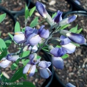 2 - Violet Blue Flower - Sun to Part Shade Pale lavender flowers contrast well with the charcoal gray stems.
