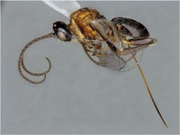 mellitor considered the most important parasitoid of boll weevil, Anthonomus grandis in SE USA and likely also Mexico (Pierce 1908a; and Hunter and Hinds